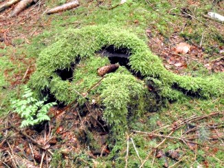 Baumstumpf-Moos
